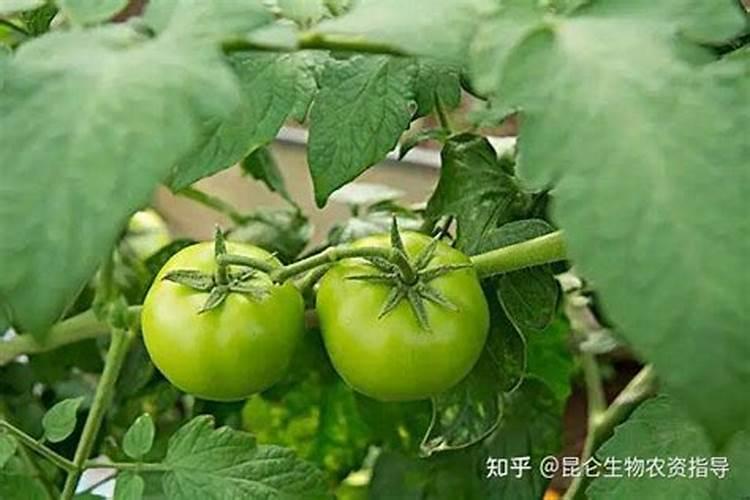 长寿仁豌豆11月能施肥吗