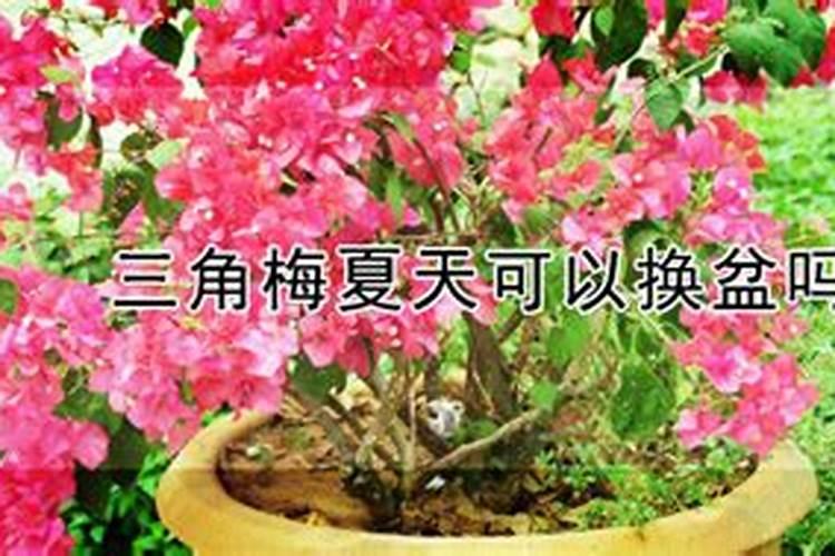 三伏天也可以开花又多又鲜艳的花卉有哪些？