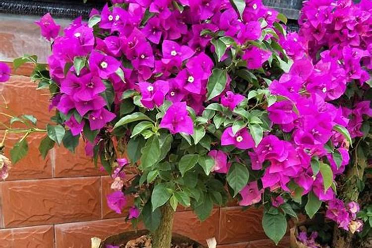 三伏天养花需注意