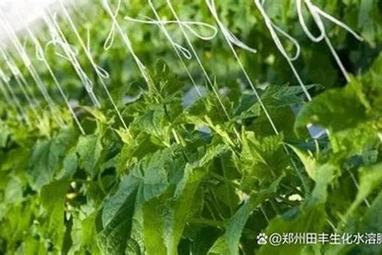 黄瓜施肥过多快死了如何救治