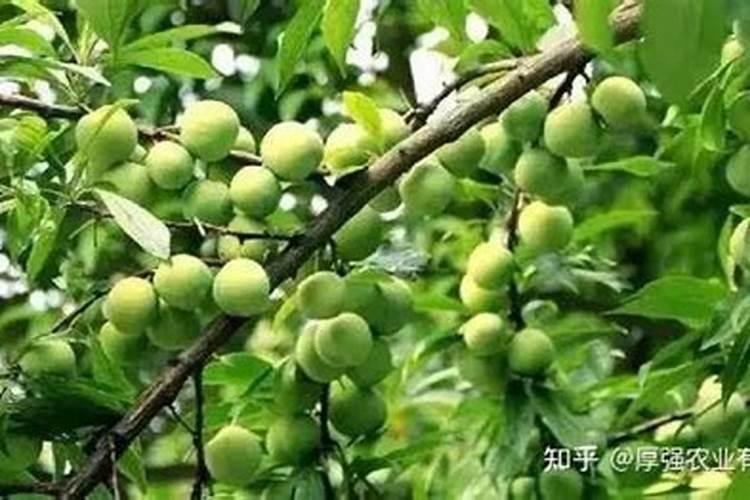 钾肥和氨肥 磷肥怎么区别