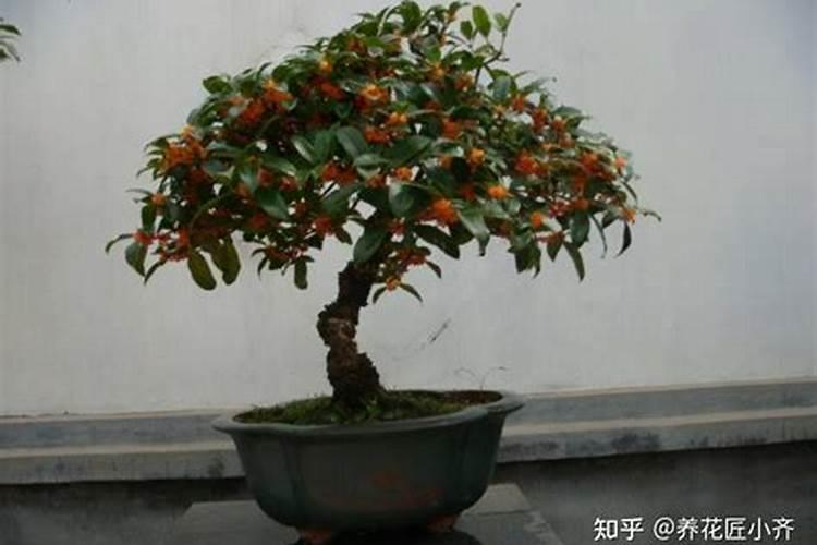 油菜花开花时能不能浇水