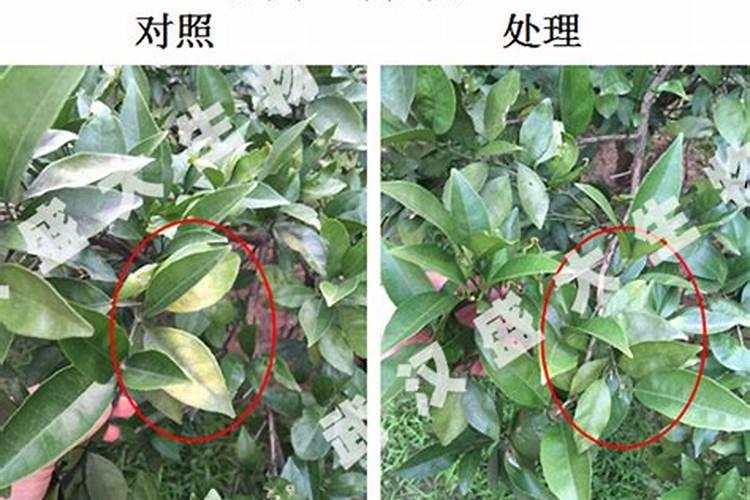 早春养桃蛋,只要方法得当,可以粉粉嫩嫩肥肥胖胖,如何养呢？