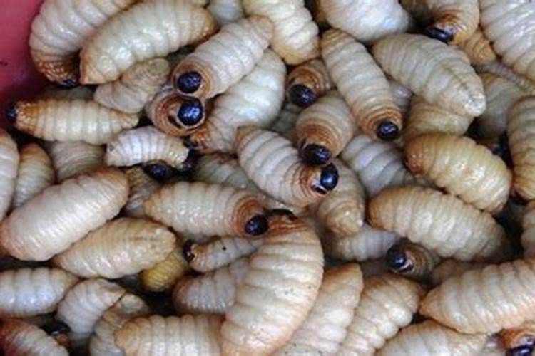 花生麸、豆饼发酵的时候很臭,分享两个方法,发酵肥料不臭