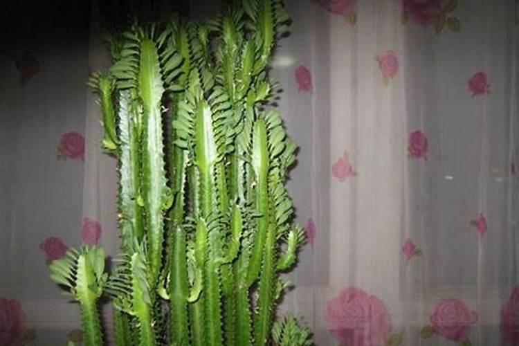 一棵果树施多少有机肥