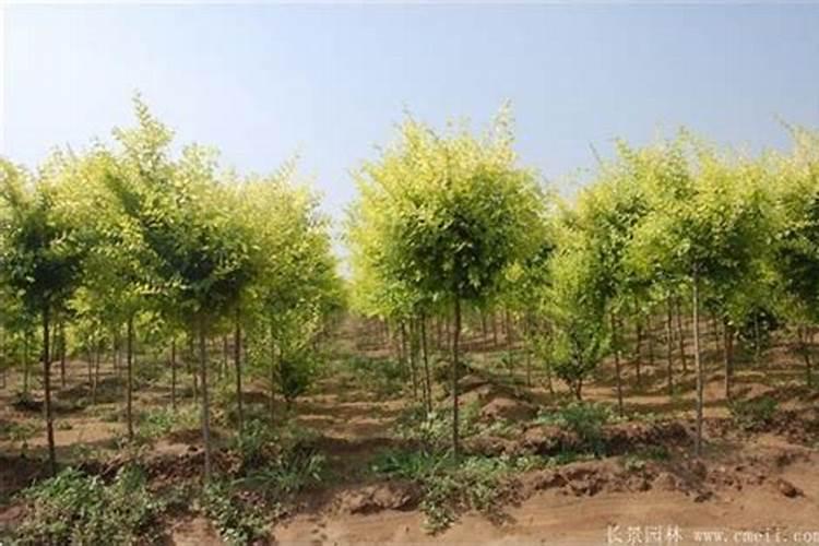 一般的蔬菜瓜果要用到什么肥料