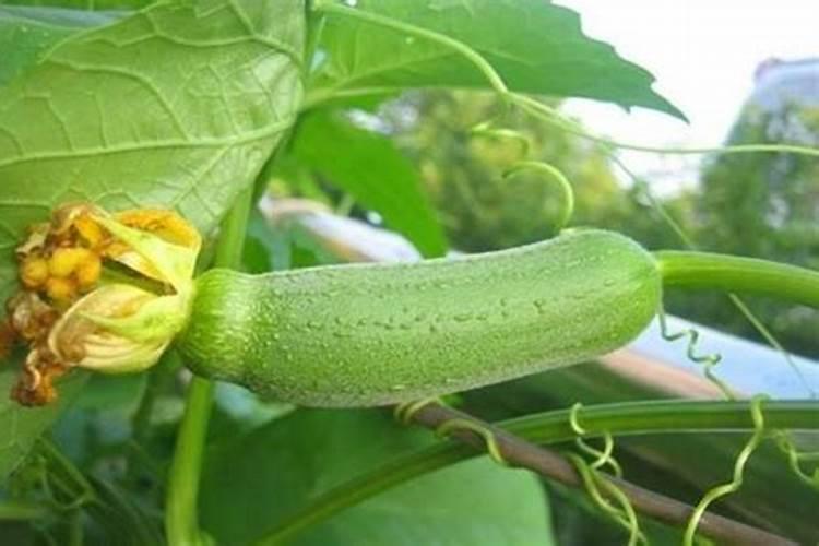 花生开花时有虫能打药吗？原因是什么呢？