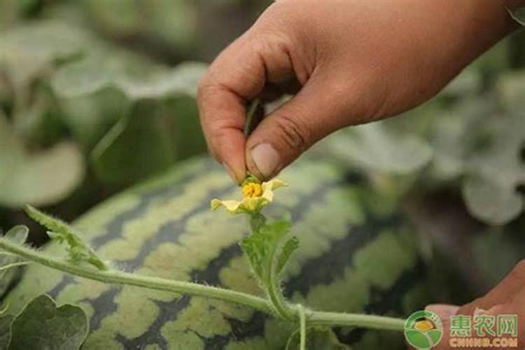 钙镁磷肥可以和地欣微生物菌剂一起用吗