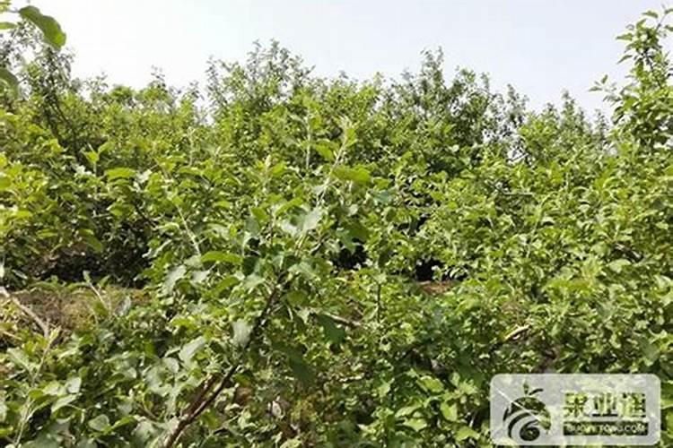 晚熟富士套袋后施什么肥？斑点落叶病预防几回就可以了？