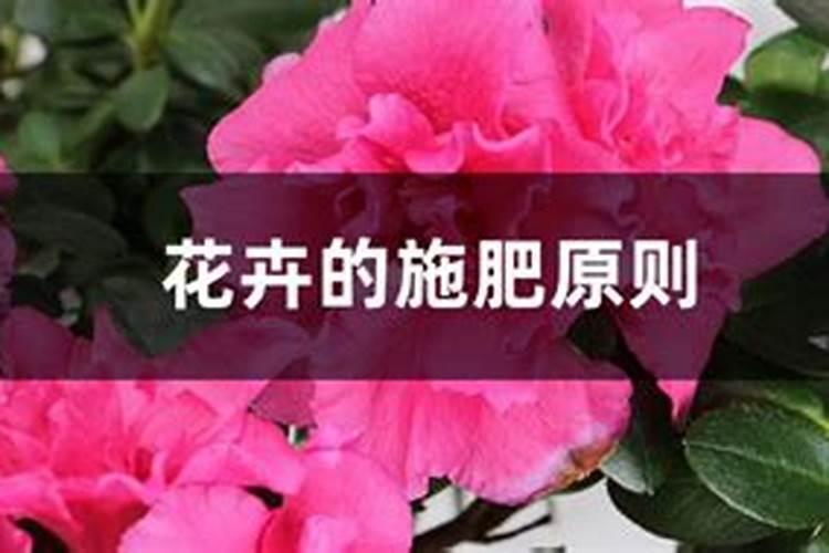 樱桃树上啥肥料好？