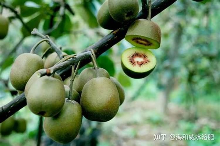 如何延长草莓的保鲜期？