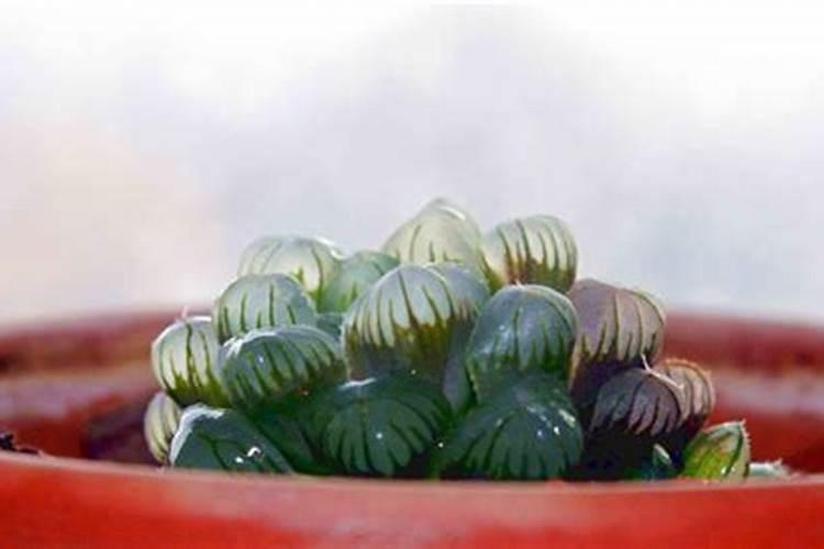 现在比较好的生物有机肥有哪几种？哪里买
