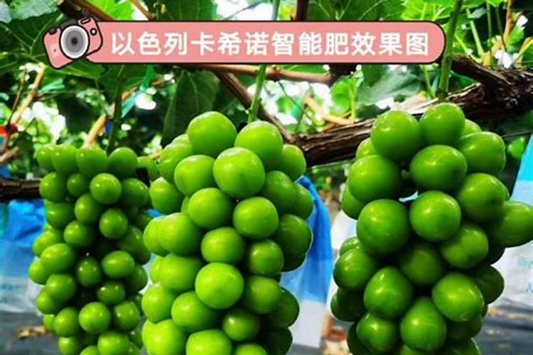 1斤水溶肥兑多少水