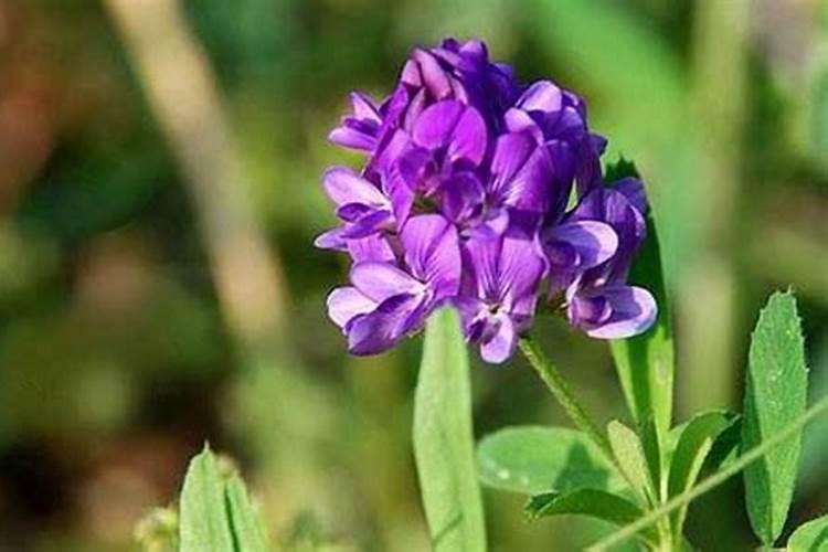 芸苔素多久喷一次,效果功能,什么时候不能使用