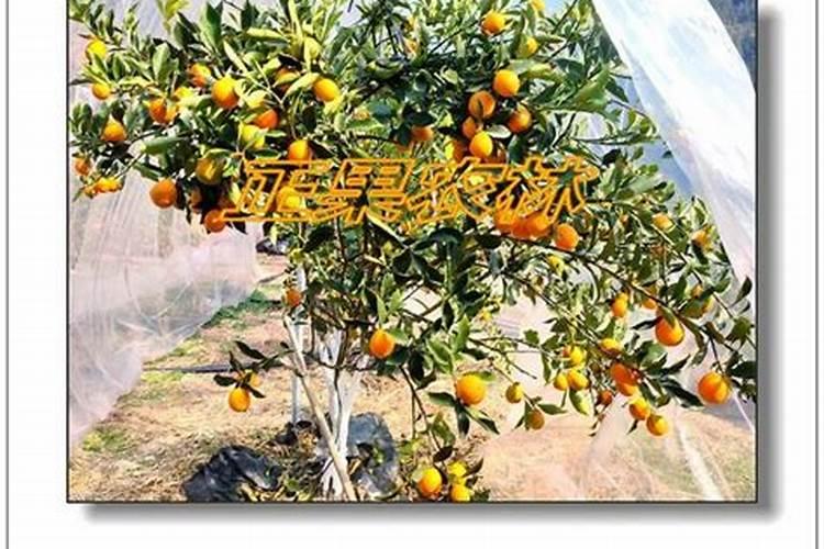 脆蜜金柑为什么难挂果