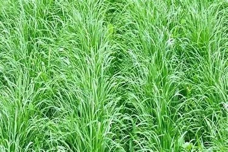黑麦草种植用什么肥料