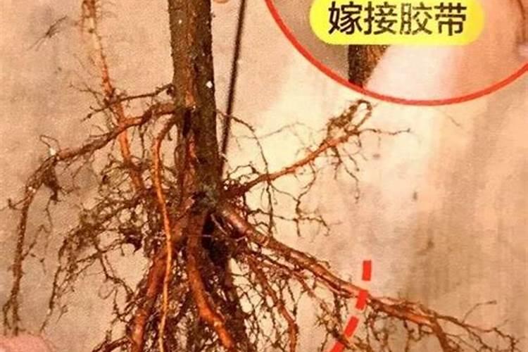 树苗移栽多久可以施肥