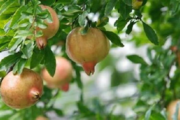 石榴膨果期用什么化肥好？石榴保花保果上什么肥料？