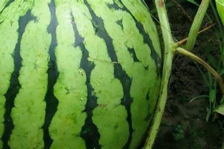 种西瓜用什么复合肥好