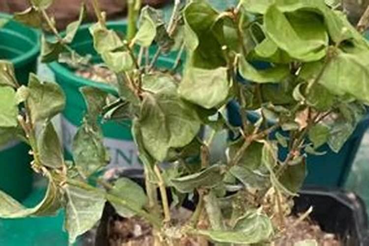 茉莉花只长枝叶不开花怎么回事,茉莉只长高不开花分析