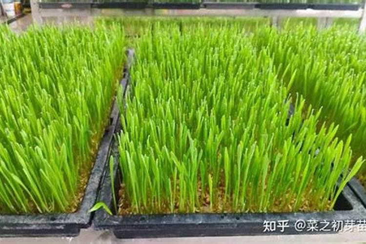 冬小麦春天施什么化肥好？