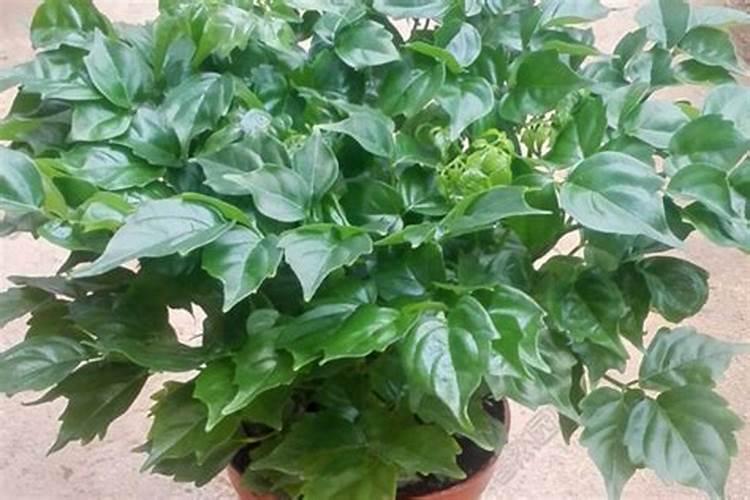 幸福树开花了怎么回事