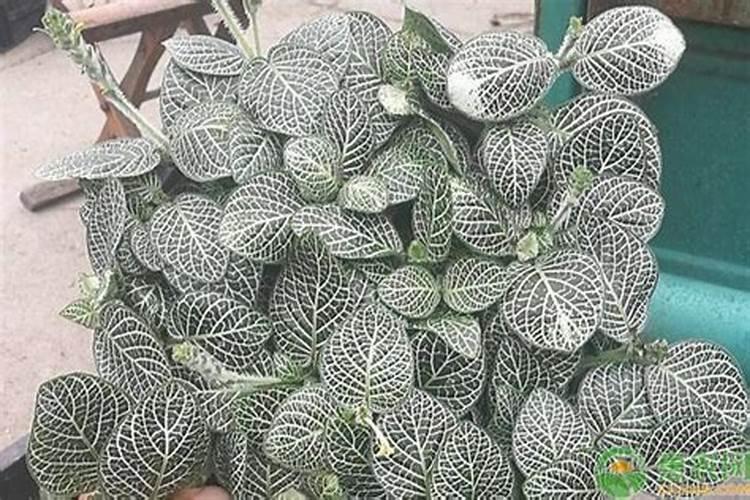 如何种植网纹草