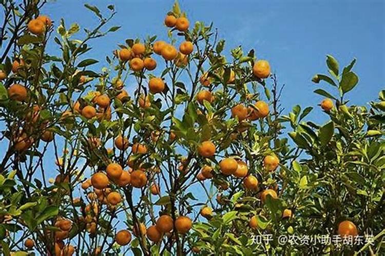 葡萄叶面肥用那种好