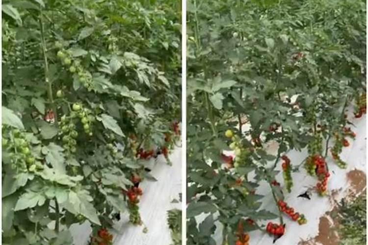 种植红提需要什么
