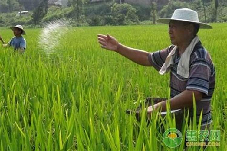 一公斤刚成熟的玉米能出多少鲜玉米粒、多少鲜玉米芯