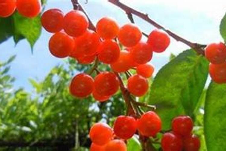 樱桃树施什么肥最好