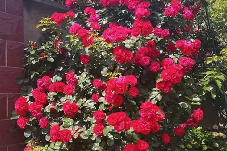 藤本月季花的养殖方法