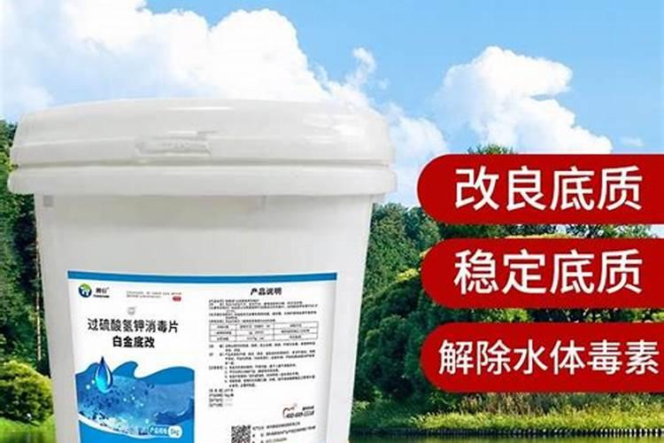 水培富贵竹叶尖发黄,补充磷肥勤换水