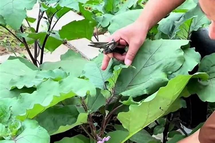茄子移栽后几天施肥