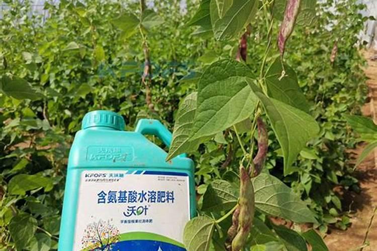 怎样种植豆角可以获得高产量？