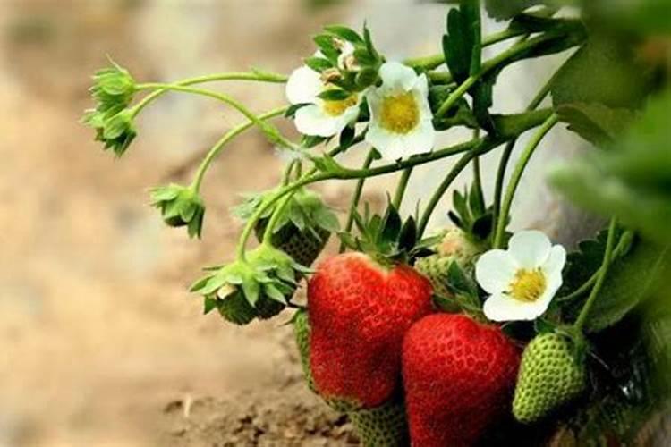 蓝莓盆栽的种植技巧 蓝莓如何养护