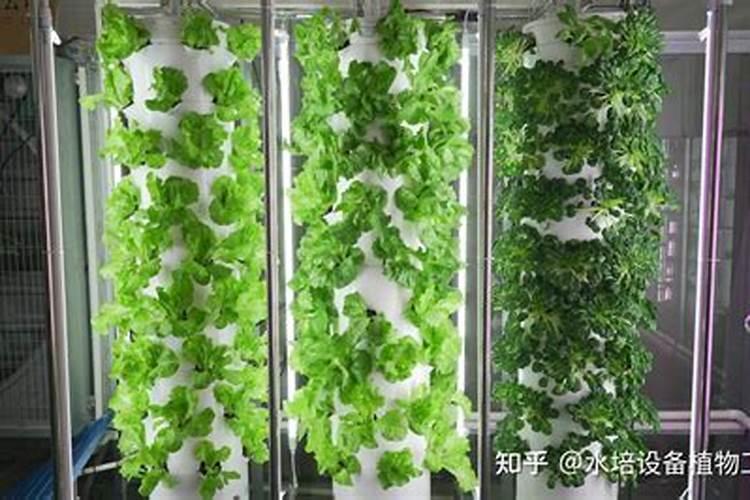 无土栽培法有哪些优点