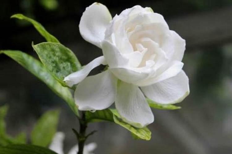 栀子花花苞期怎么施肥,栀子花花苞期怎么施肥呢