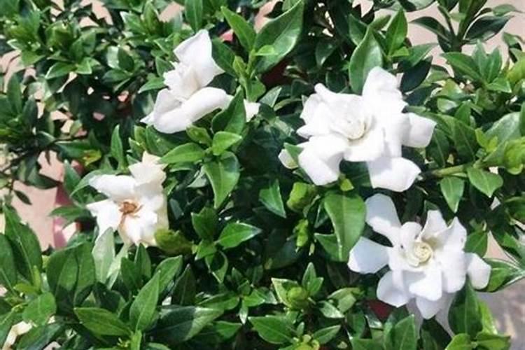 给月季和栀子花咋样施磷酸二氢钾肥