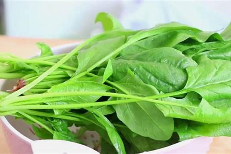 掌握菠菜种植技术