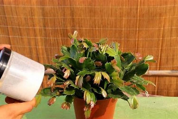 蟹爪兰掉叶子补救办法
