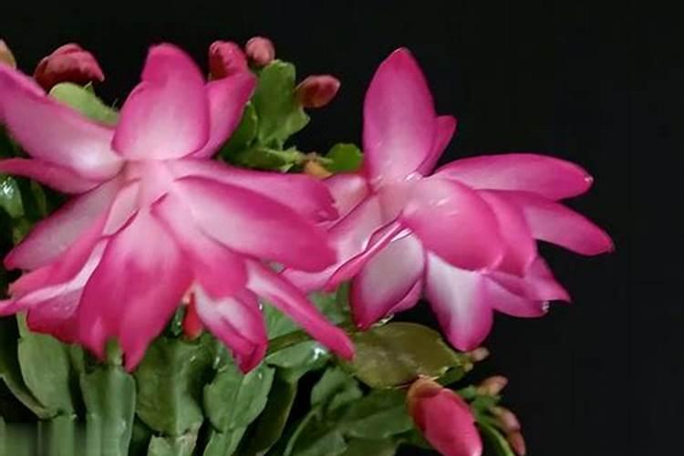 蟹爪兰掉叶子补救办法