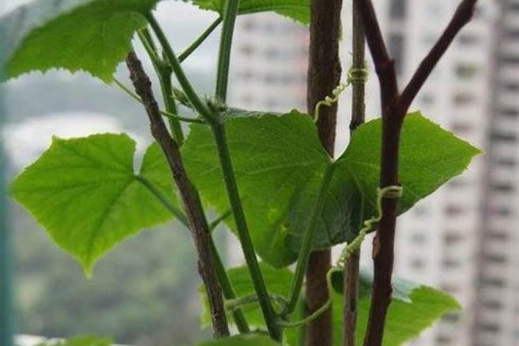 黄瓜追肥用什么肥料好？