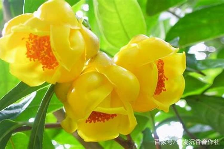 金花茶施什么肥料