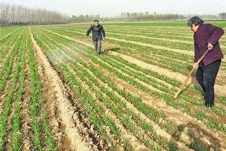 硫酸钾复合肥如何在蔬菜上使用？