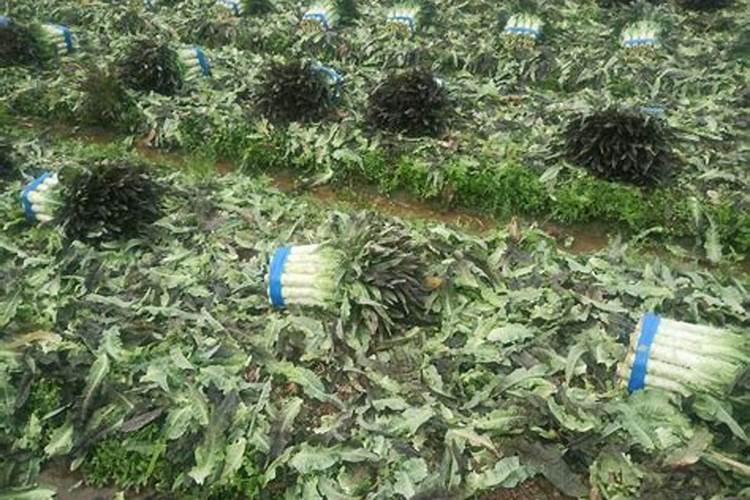 十月红菜苔种植时间和方法 红苔菜种子几月份种最好