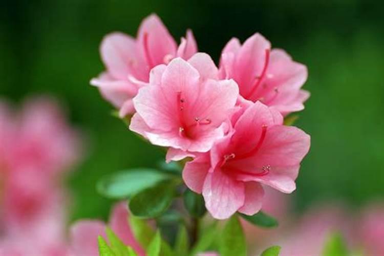 杜鹃花什么时间施肥最好 杜鹃花施肥时间和方法
