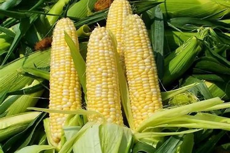 魔芋用什么肥料最好
