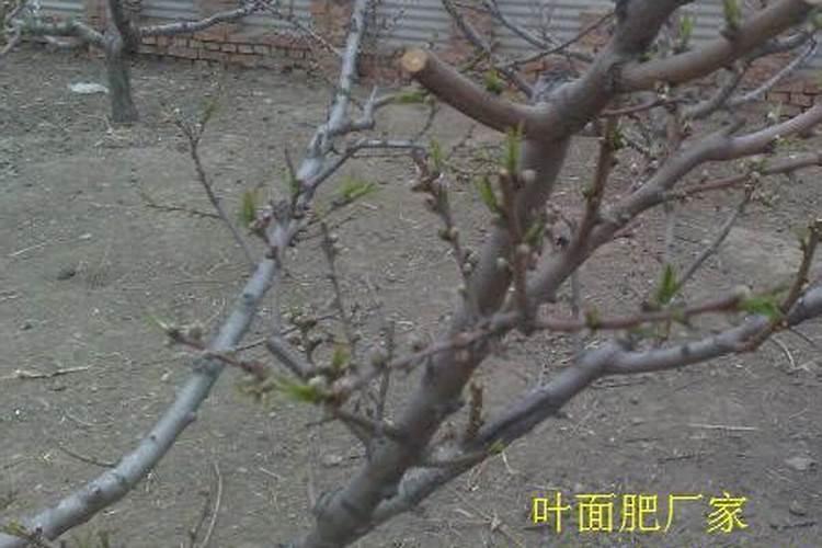黄瓜流胶病最好的治疗方法是什么？