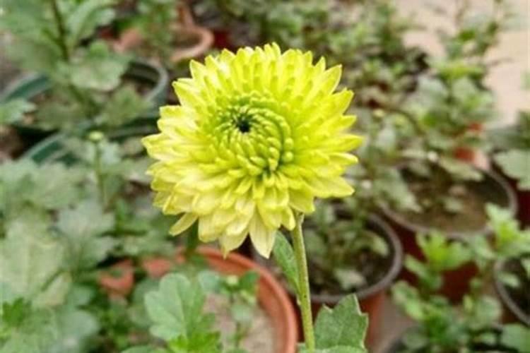 怎样给盆栽菊花施肥